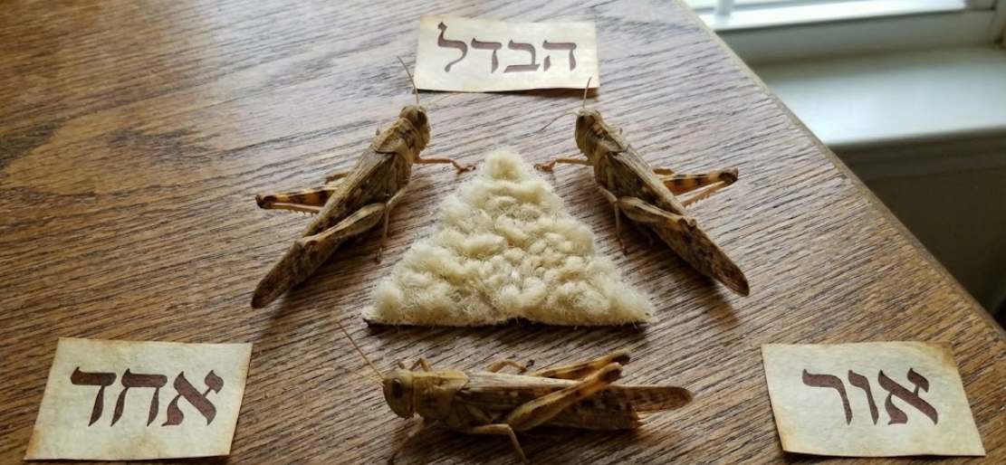 Teacher Triad - Locusts